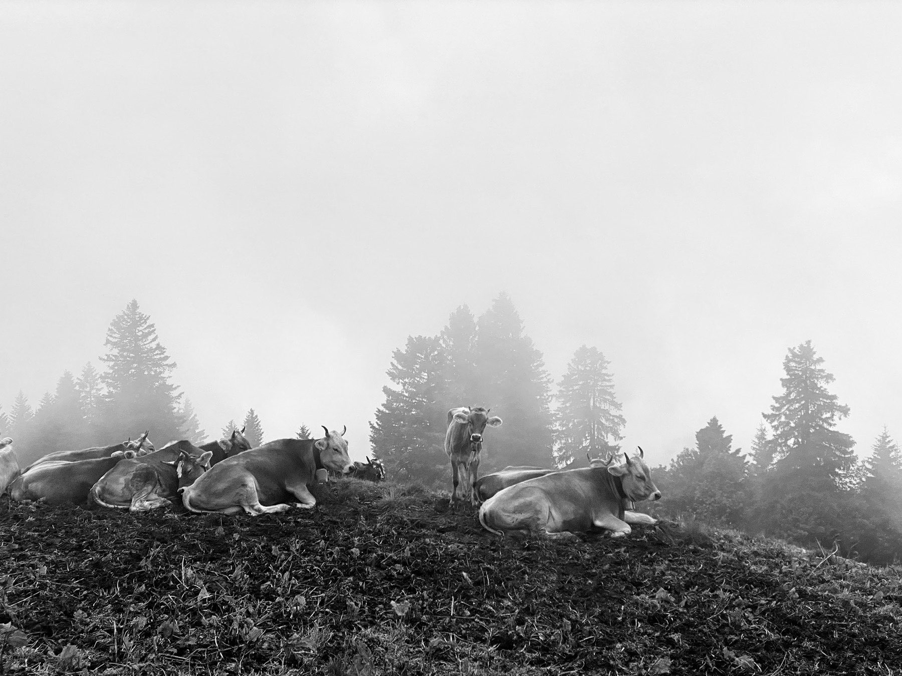 Cows in Fog